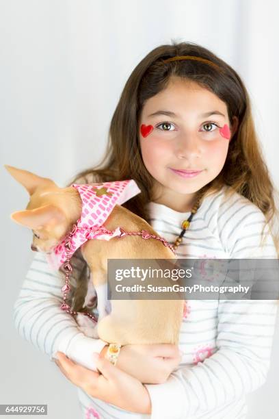 young girl and chihuahua puppy - hazel bond fotografías e imágenes de stock