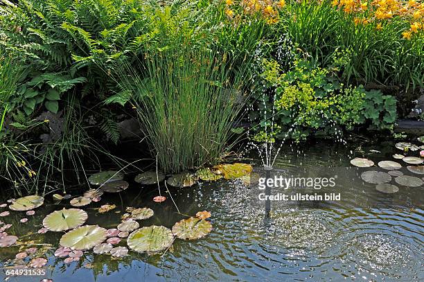 Gartenidylle im Ufergarten mit bunten Sommerblumen wie Lilien, Taglilien, Frauenmantel, Farnen, Gehoelzen und Teich mit Seerosen und Springbrunnen