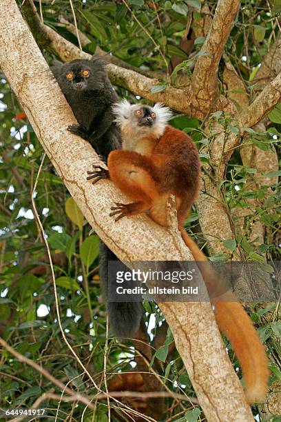 Schwarzer und brauner Lemur, Eulemur cinereiceps,
