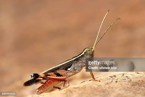 Heuschrecke / locust