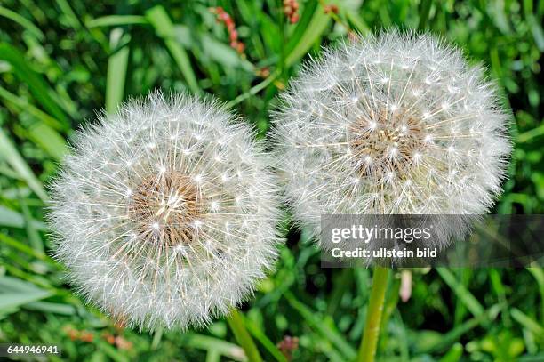 Samenstaende des Gemeinen Loewenzahns, Taraxacum officinale, auch Kuhblume oder populaer Pusteblume, in der Wiese