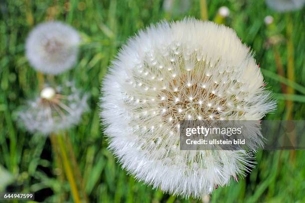 Samenstand des Gemeinen Loewenzahns, Taraxacum officinale, auch Kuhblume oder populaer Pusteblume, in der Wiese