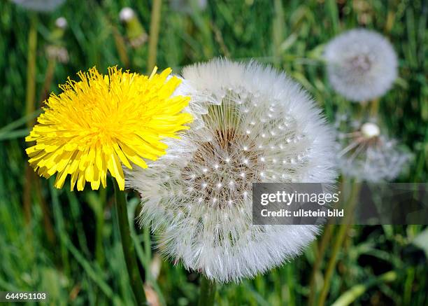 Bluete neben Samenstand des Gemeinen Loewenzahns, Taraxacum officinale, auch Kuhblume oder populaer Pusteblume, in der Wiese