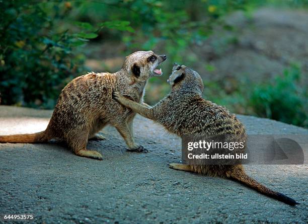 Zwei Erdmaennchen oder Surikaten, gesellige Schleichkatzen aus den offenen Savannen Suedafrikas, streiten miteinander