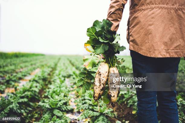 man holding the radish - give way - fotografias e filmes do acervo