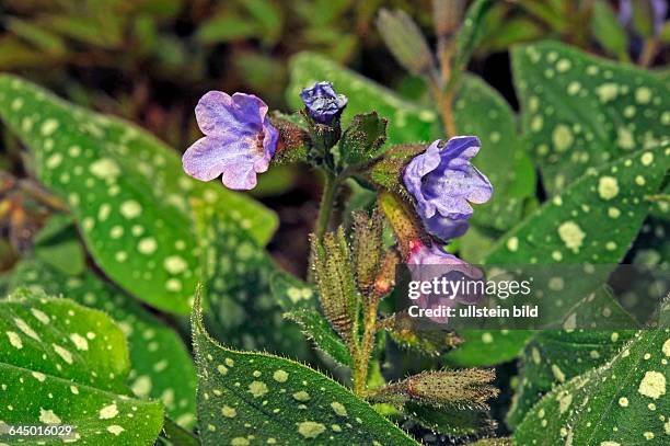 Echtes Lungenkraut, Pulmonaria officinalis, auch Blaue Schluesselblume, aus der Familie der Boretschgewaechse, blueht im Fruehling oft gleichzeitig...