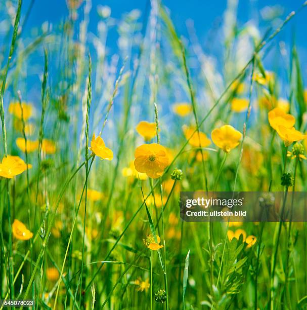 Plant, Flower, meadows, creeping buttercup