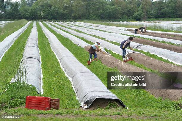 Der Spargel auf einer Wiese in Überherrn ist reif und wird gestochen.