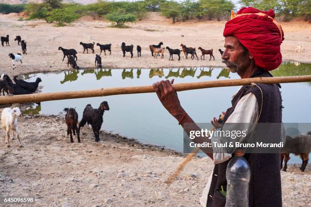 india, rajasthan, rabari village - shepherds staff stock pictures, royalty-free photos & images