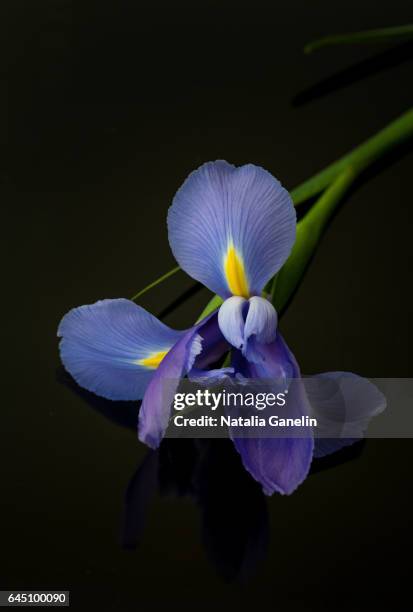 iris flower on black background - the purple iris stock pictures, royalty-free photos & images