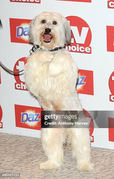 Pudsey attends the TVChoice Awards on September 10, 2012 at the Dorchester Hotel in London.