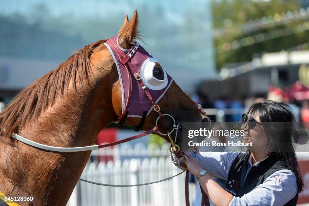 Stratum Star with strapper Laura Mitchell after winning the Crown Lager Peter Young Stakes at Caulfield Racecourse on February 25, 2017 in Caulfield,...