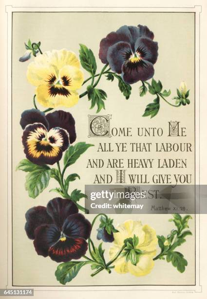 come unto me, all ye that labour (victorian bible quotation) - pansy stock illustrations