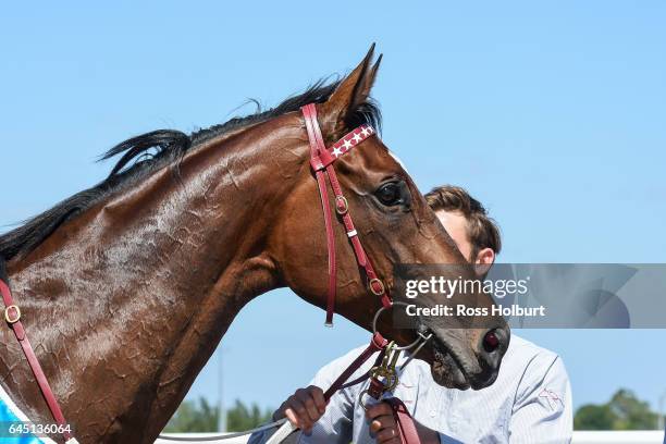 Black Heart Bart after winning the italktravel Futurity Stakes at Caulfield Racecourse on February 25, 2017 in Caulfield, Australia.