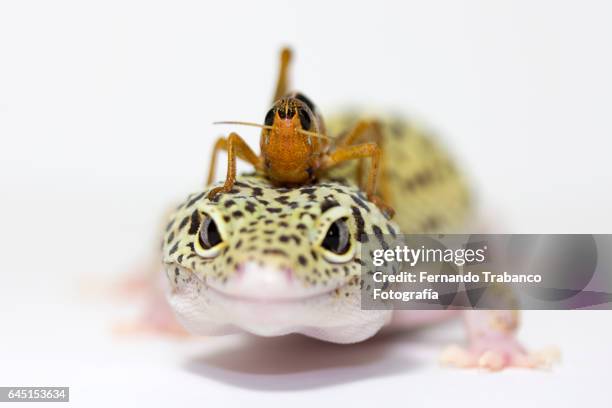 insect on the head of a lizard - animal finger stockfoto's en -beelden