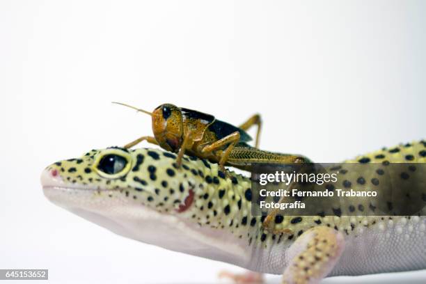 insect on the head of a lizard - tierfinger stock-fotos und bilder