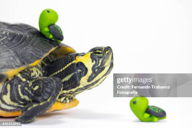 turtle mother with two small turtles - crocodiles nest stock pictures, royalty-free photos & images