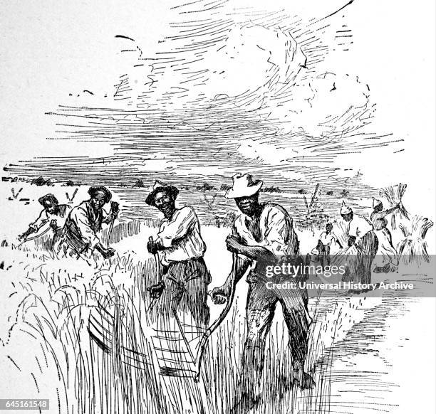 Agricultural slaves working in Virginia.