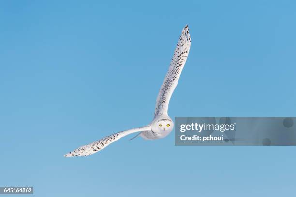 schneeeule, bubo scandiacus, vogel im flug, blauer himmel - schnee eule stock-fotos und bilder