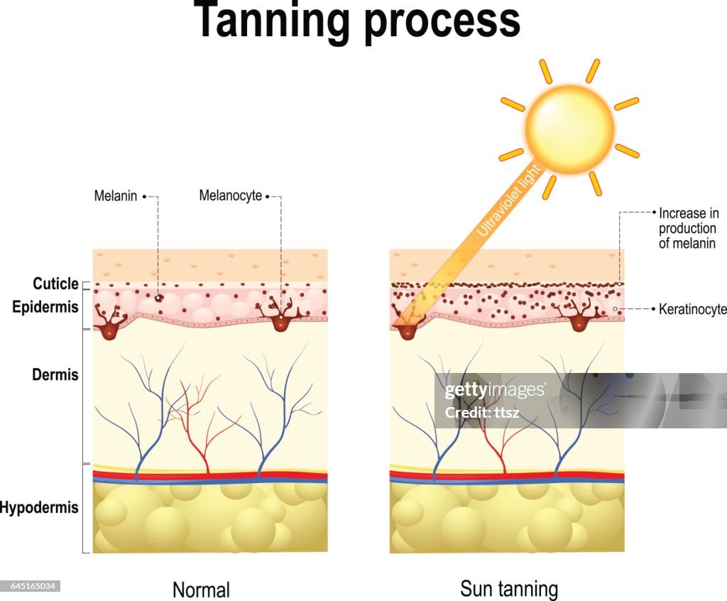 Tanning process. Skin. Human anatomy