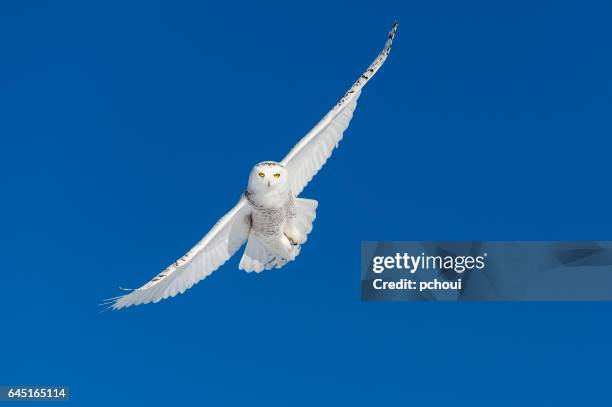 harfang des neiges, bubo scandiacus, oiseau dans vol, bleu ciel - owl photos et images de collection