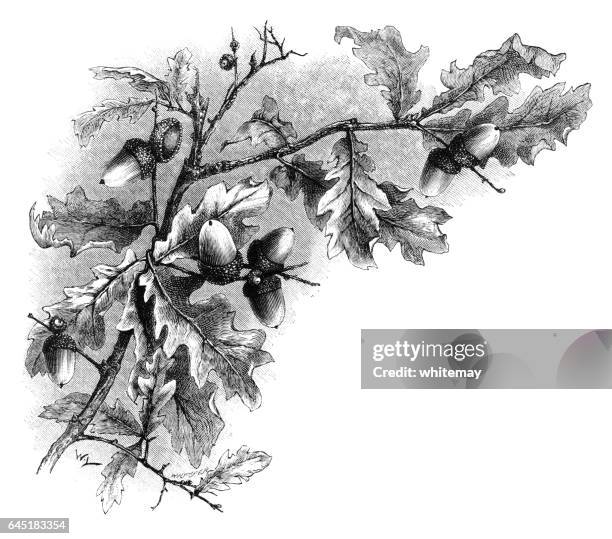 ilustraciones, imágenes clip art, dibujos animados e iconos de stock de hojas del roble y las bellotas - grabado victoriano - hoja de roble