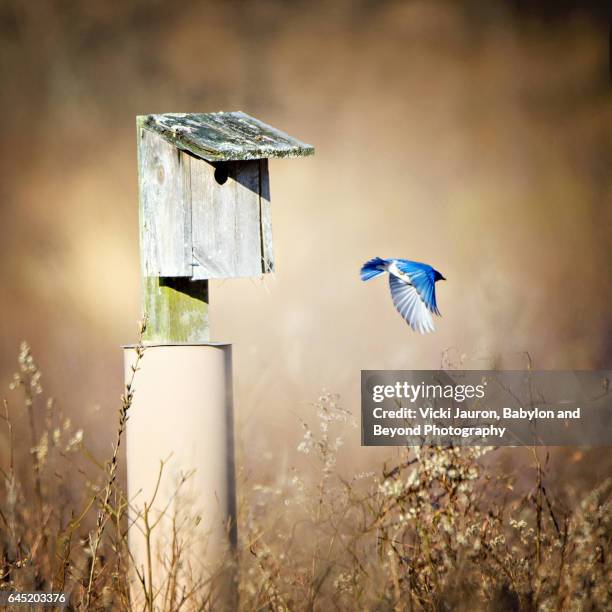 eastern bluebird (sialia sialis) flying toward birdhouse at caumsett state park - eastern bluebird stock-fotos und bilder