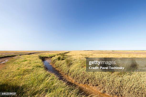 blakeney national nature reserve - east anglia stock pictures, royalty-free photos & images