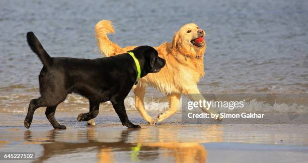 golden retriever playing with a black labrador - pulling ear stock pictures, royalty-free photos & images