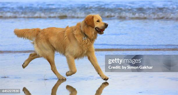 young golden retriever on beach - goud strand stockfoto's en -beelden