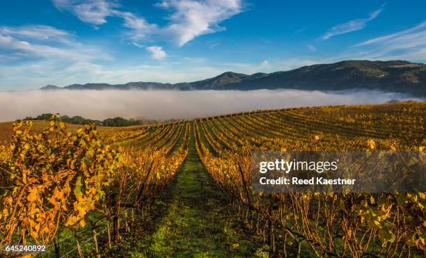 autum colors and morning fog on a vinyard in napa, california - napa californië stockfoto's en -beelden