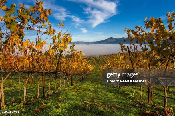 autum colors and morning fog on a vinyard in napa, california - napa californië stockfoto's en -beelden