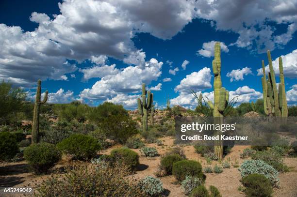 the saguaro cactus (carnegiea gigantea) is an arborescent (tree-like) cactus species in the monotypic genus carnegiea, which can grow to be over 70 feet  tall found in the sonoran desert in arizona. - treelike stock pictures, royalty-free photos & images