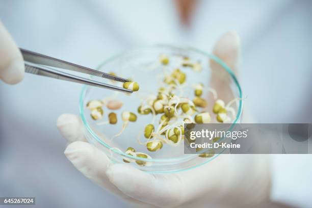 laboratoriet - genmodifiering bildbanksfoton och bilder
