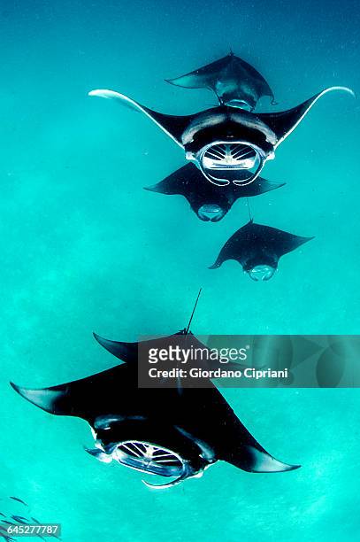 manta rays. - manta ray stock pictures, royalty-free photos & images