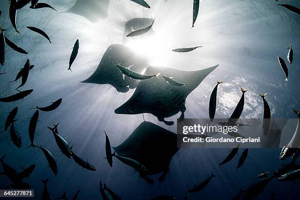 manta rays. - different animals together stock-fotos und bilder