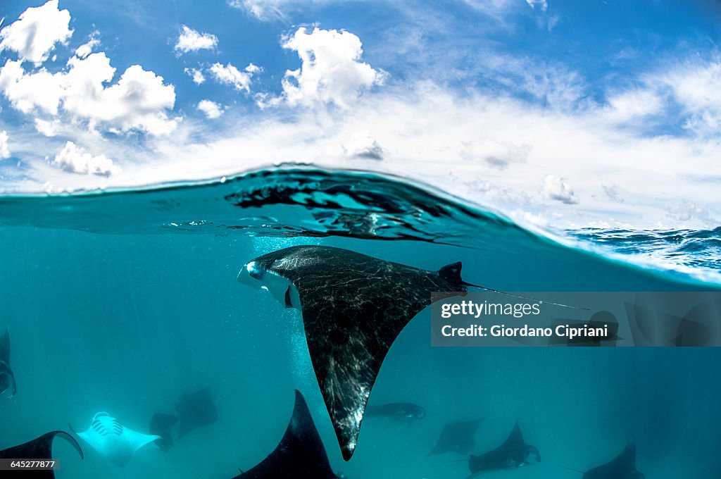 Manta rays.