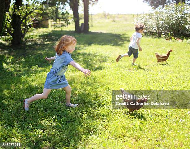 2 children chasing chickens - chasing a chicken stock pictures, royalty-free photos & images