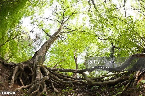 buche baumwurzeln im wald - ursprung stock-fotos und bilder