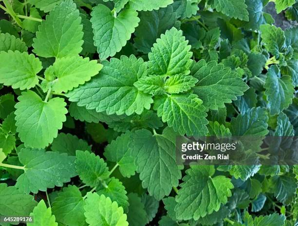 catmint - catnip plant- catswort - nepeta cataria - catmint stock pictures, royalty-free photos & images