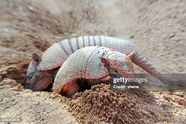 six banded armadillo - armadillos stock pictures, royalty-free photos & images