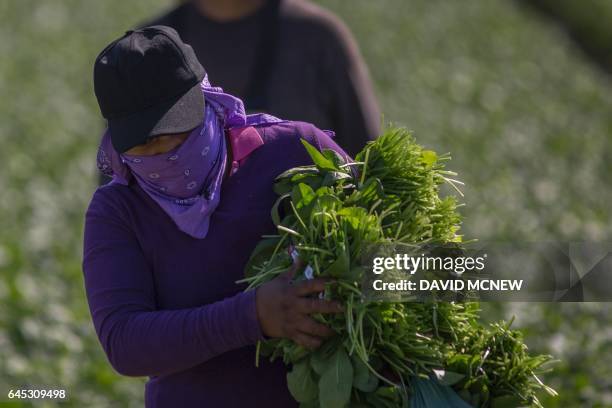 Immigrant farm workers harvest spinach field as US President Donald Trump takes steps to drastically increase deportations on February 24, 2017 near...