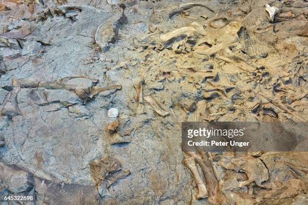 dinosaur national monument colorado/utah - fossil site stock-fotos und bilder