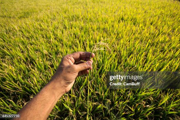 a hand holding rice stalk against rice paddy field in rural karnataka, india. - modificación genética fotografías e imágenes de stock