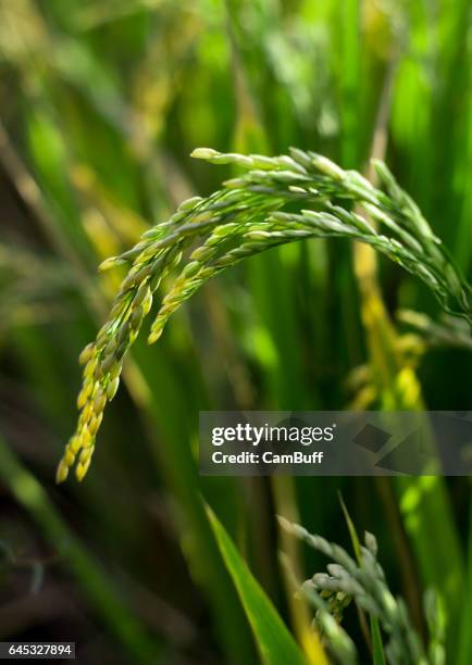 Stalks From Rice Rice Stalks Photos and Premium High Res Pictures - Getty Images