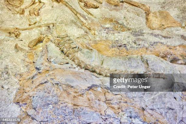 dinosaur national monument colorado/utah - dinosaur bones stock pictures, royalty-free photos & images