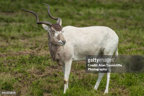 addax antelope - addax stockfoto's en -beelden