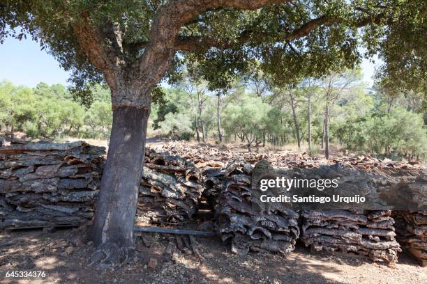 cork oak and piles of cork oak barks - cork tree fotografías e imágenes de stock