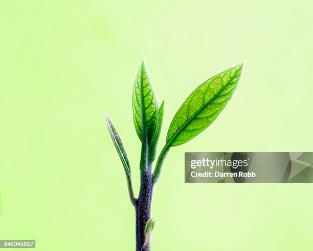 a plant with new leaves growing - knop plant stage stockfoto's en -beelden