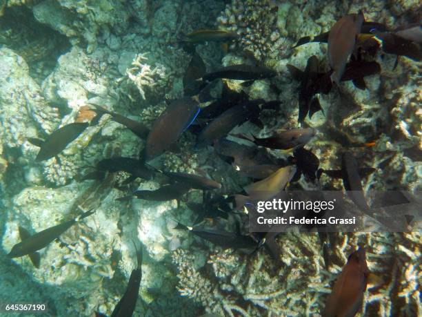 school of acanthurus gahhm or black surgeonfish - acanthurus sohal stock pictures, royalty-free photos & images